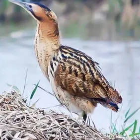 Bittern In the Reeds - Photographic Print Greetings Card