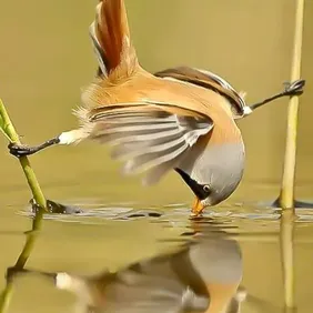 Bearded Reedling Looking for Food - Photographic Print Greetings Card