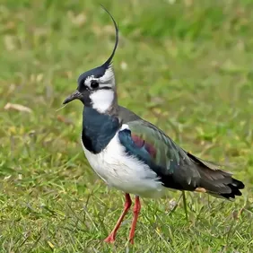 Lapwing (Plovers Family) on Watch - Photographic Print Greetings Card