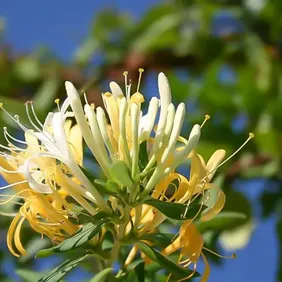 Honeysuckle Halliana - Photographic Print Greetings Card