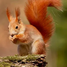 Red Squirrel Eating a Nut - Photographic Print Greetings Card