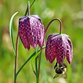 Snakeshead Fritillary - Photographic Print Greetings Card