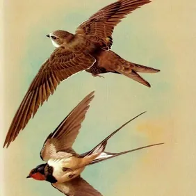 SWIFT AND SWALLOW IN FLIGHT. 1960s VINTAGE PRINT OF A PAINTING BY BASIL EDE.