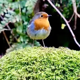 Robin on Watch - Photographic Print Greetings Card