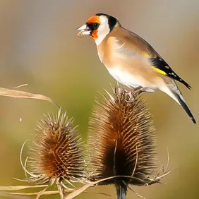 Goldfinch on a Reed - Photographic Print Greetings Card