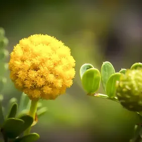 Crespedia (Wooly Heads) - Photographic Print Greetings Card