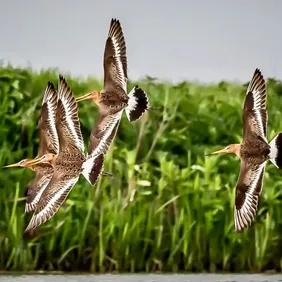 Black Tailed Godwits in Flight - Photographic Print Greetings Card