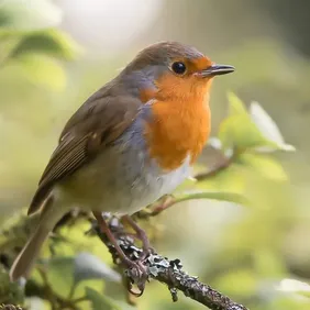 Robin on a Branch - Photographic Print Greetings Card