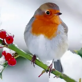 Robin on a Branch in the Snow - Photographic Print Greetings Card