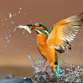 Kingfisher Catching his Dinner - Photographic Print Greetings Card