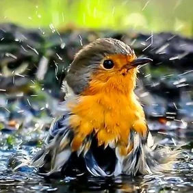 Robin Splashing Around - Photographic Print Greetings Card