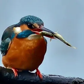 Kingfisher with his Dinner - Photographic Print Greetings Card