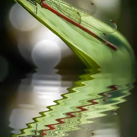 Dragonfly on a Leaf - Photographic Print Greetings Card