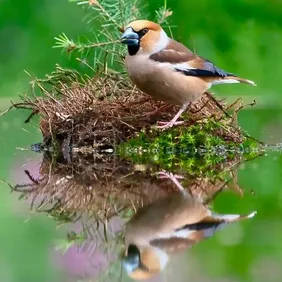 Hawfinch on a Bush with Reflection - Photographic Print Greetings Card