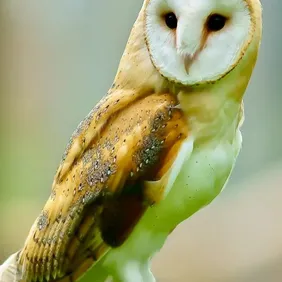 Barn Owl on Lookout - Photographic Print Greetings Card