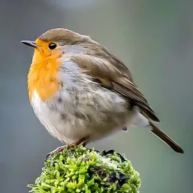 Robin on Watch - Photographic Print Greetings Card