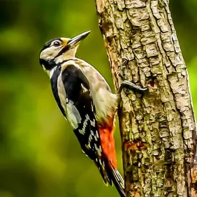 Great Spotted Woodpecker on a Tree - Photographic Print Greetings Card