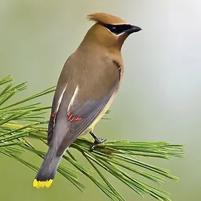Waxwing on a Branch - Photographic Print Greetings Card
