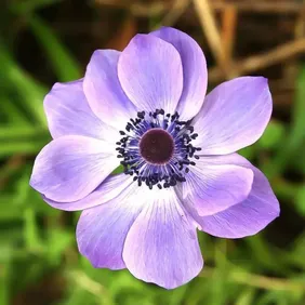 Anemone (Mr Fokker) - Photographic Print Greetings Card