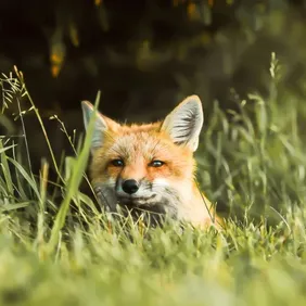 Fox Cub Hiding - Photographic Print Greetings Card