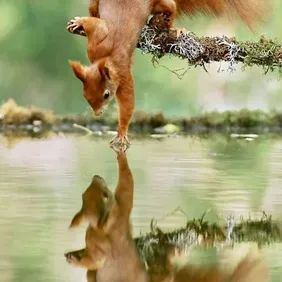 Red Squirrel with a Refelection - Photographic Print Greetings Card