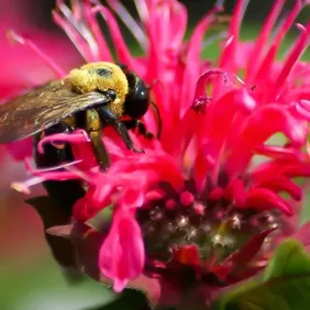 Monarda (Bee Balm) - Photographic Print Greetings Card