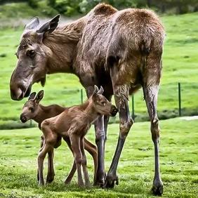 Female Moose with Calf - Photographic Print Greetings Card