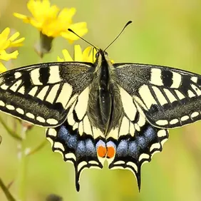 Swallowtail Butterfly on a Leaf - Photographic Print Greetings Card