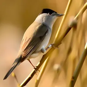 Blackcap Warbler on a Branch - Photography Print Gretings Card