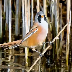 Bearded Reedling on a Reed - Photographic Print Greetings Card