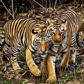 Tigers at Lincolnshire Wildlife Park - Photographic Print Greetings Card