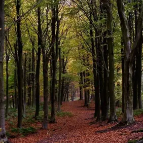 Autumn in Sherwood Forest Nottinghan - Photographic Print Greetings Card