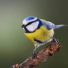 Blue Tit on a Branch - Photographic Print Greetings Card