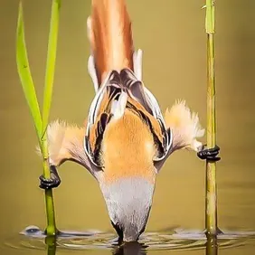 Bearded Reedling Looking for Food - Photographic Print Greetings Card