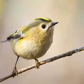 Goldcrest on a Branch - Photographic Print Greetings Card