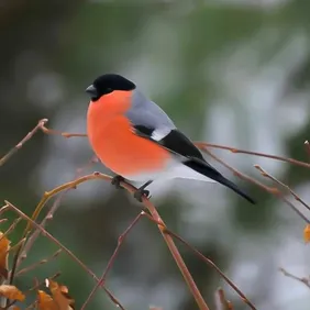 Bullfinch on a Branch - Photographic Print Greetings Card