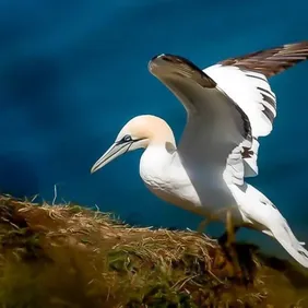 Gannet Returning to his Nest - Photographic Print Greetings Card