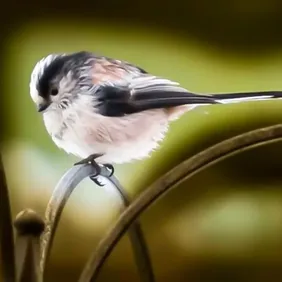 Long Tailed Tit on a Branch - Photographic Print Greetings Card