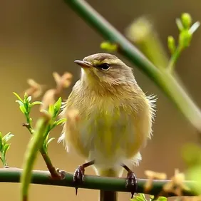 Chiffchaff (Warbler Family) on a Branch - Photographic Print Greetings Card