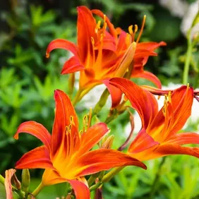 Hemerocallis Sammy Russell (Day Lily) - Photographic Print Greetings Card