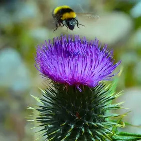 Silybum Marianum (Milk Thistle) - Photographic Print Greetings Card