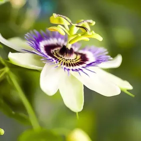 Passiflora (Passion Flower) - Photographic Print Gretings Card