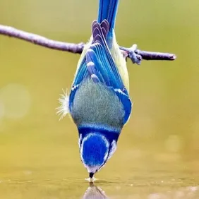 Blue Tit Having a Drink - Photographic Print Greetings Card