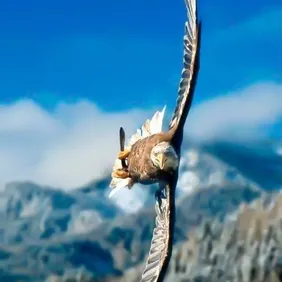 Falcon in Flight - Photographic Print Greetings Card