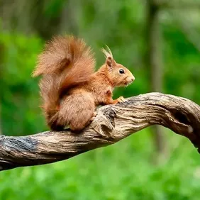 Red Squirrel in a Branch - Photographic Print Greetings Card