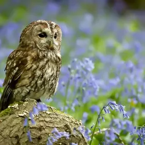 Tawny Owl on a Stump - Photographic Print Greetings Card