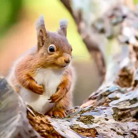 Red Squirrel in a Tree - Photographic Print Greetings Card