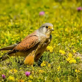Kestrel on Lookout - Photographic Print Greetings Card