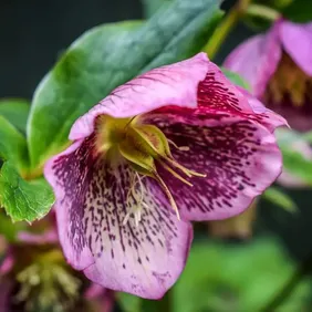 Helleborus Lenton Rose - Photographic Print Greetings Card