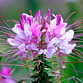 Spider Flower - Photographic Print Greetings Card